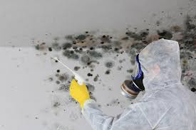 Why You Should Choose Our Mold Remediation Services in La Quinta, CA